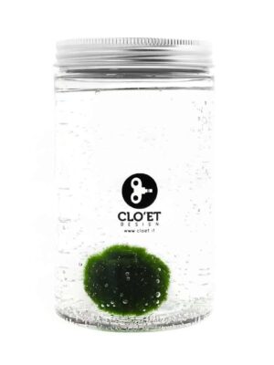 Marimo