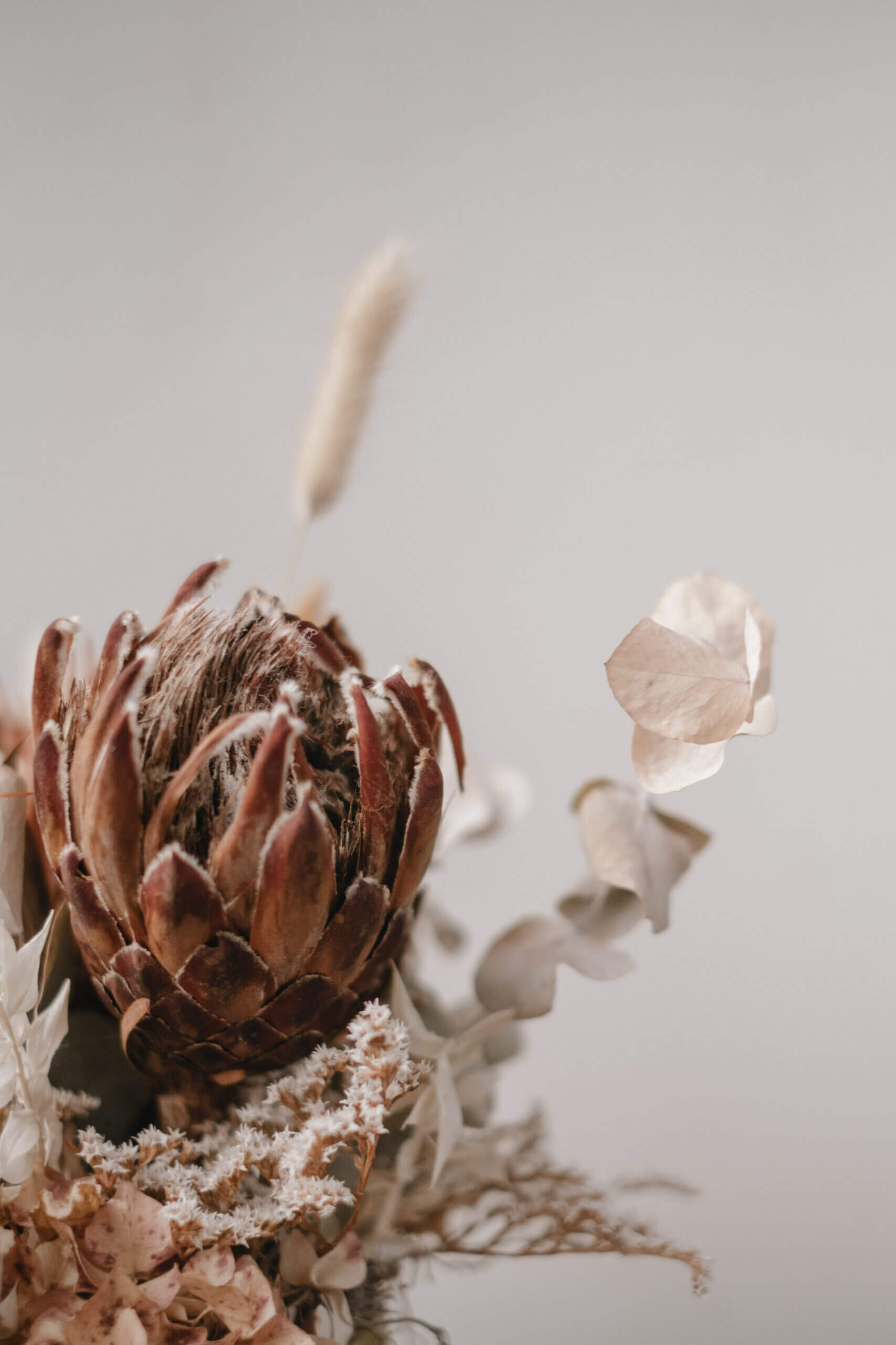Close-up di un fiore di protea essiccato