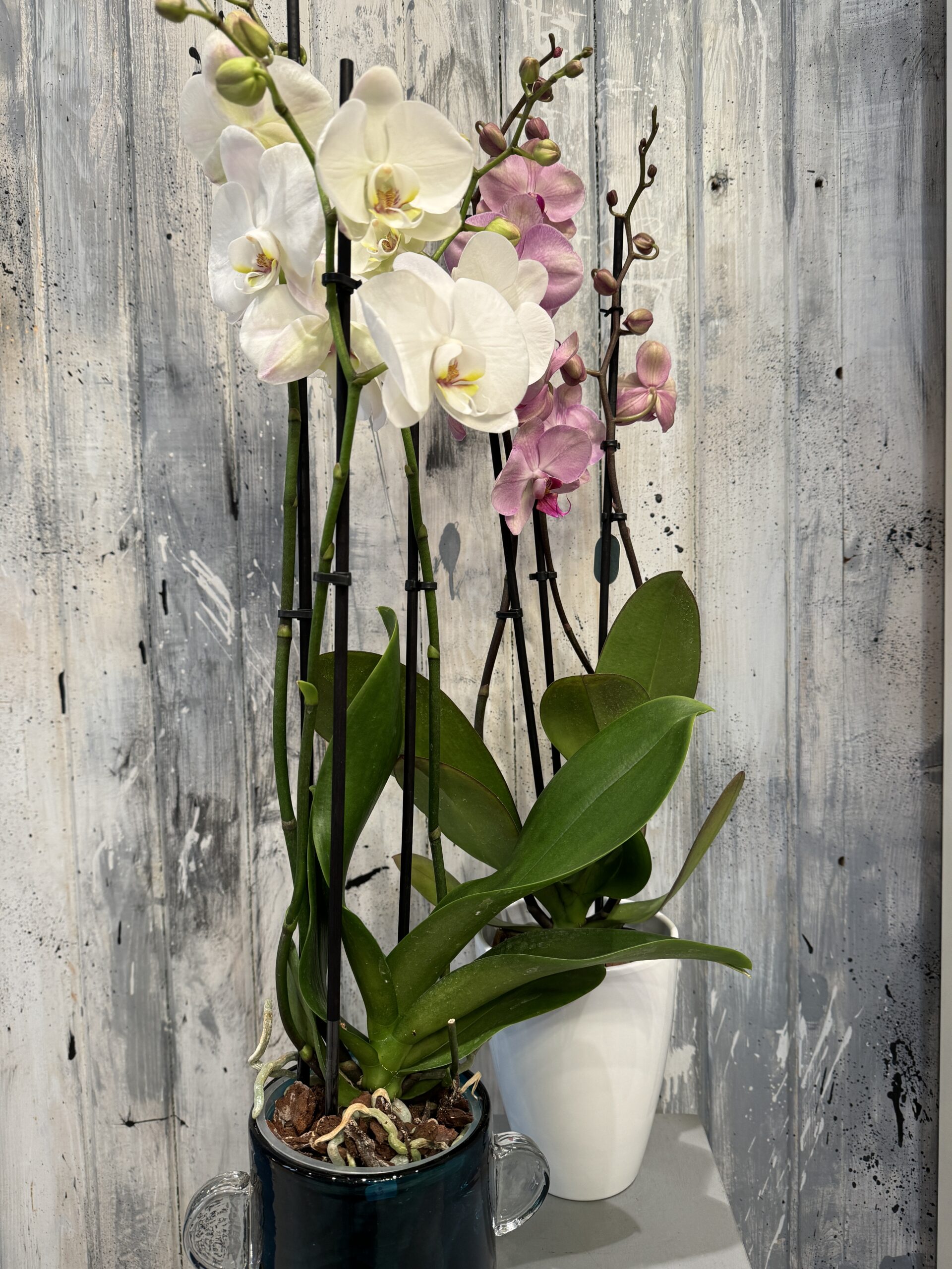Orchidea