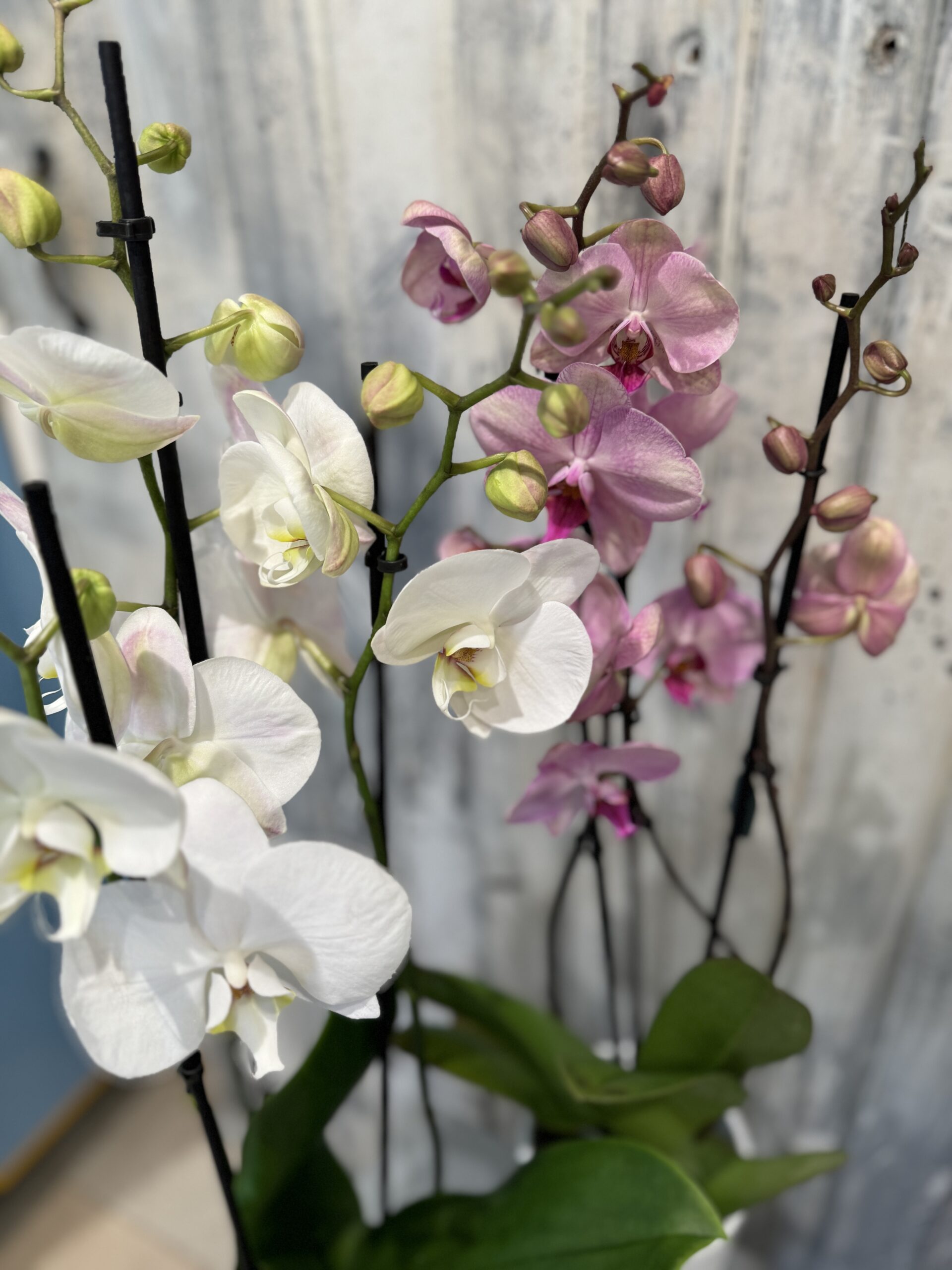 Orchidea - immagine 2